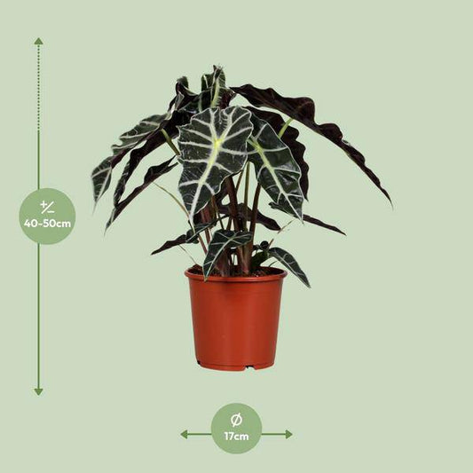 Pfeilblatt - Alocasia Polly - Zimmerpflanze - Ø17cm - ↕45cm 