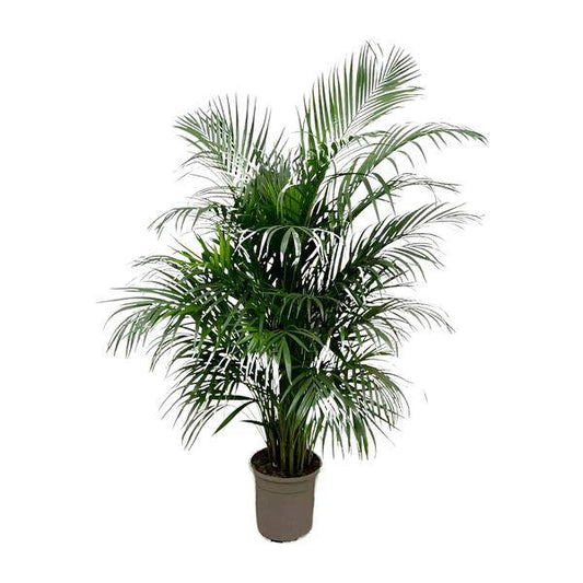 Goldfruchtpalme – Dypsis Lutescens – Areca-Palme – Zimmerpflanze 150cm – Ø24cm – Tropische Grünpflanze mit eleganten Wedeln – Exklusive Kübelpflanze für Wohnzimmer, Büro & Balkon – Pflegeleicht 