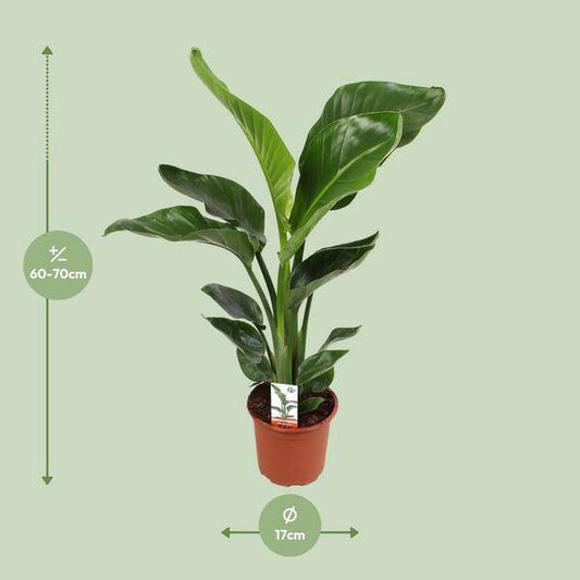 Baum-Strelitzie – Strelitzia Nicolai – Paradiesvogelblume – Ø17cm ↕70cm – tropische Zimmerpflanze mit exotischem Blattschmuck 