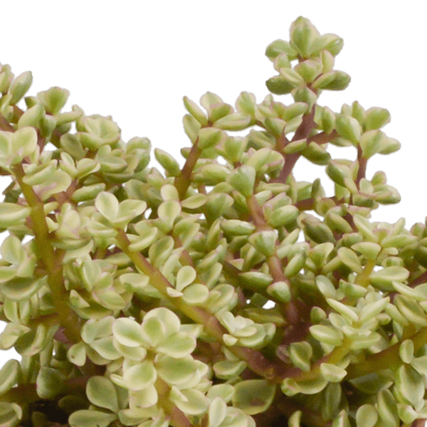 Dickblatt - Crassula - Mix 10,5 cm - 3 Stück - Zimmerpflanze - im Terrakotta-Topf 