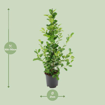 Chinesische Feige - Ficus microcarpa Moclame - Zimmerpflanze - Ø21cm - ↕95cm 
