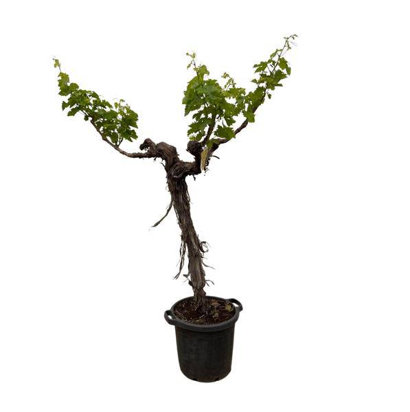 Weintraube – Vitis Vinifera – Weinrebe 220cm – Ø55cm – Verzweigter Stamm mit üppigem Blattwerk – Exklusive Kübelpflanze für Garten, Terrasse & Balkon – Essbare Trauben 