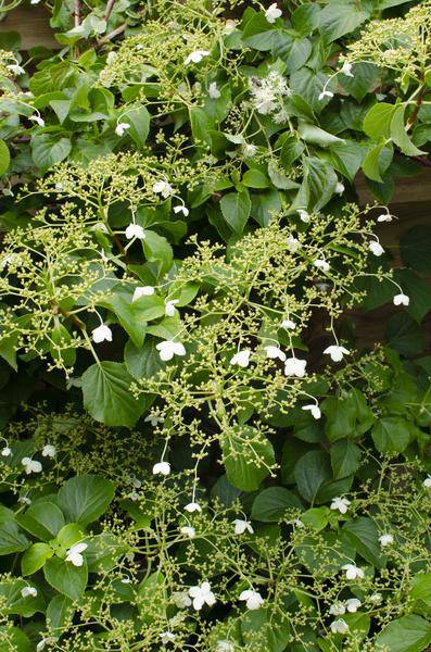Kletter-Hortensie - Hydrangea petiolaris - Ø15cm - ↕65cm 