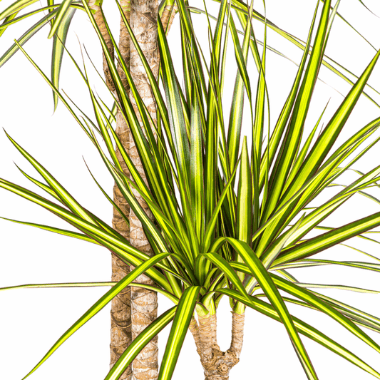Dracaena marginata Sunray – Drachenbaum – Zimmerpflanze – Ø24cm – ↕130-150cm – Tropische Pflanze für hellen Innenbereich – Pflegeleicht & Minimalistisch 