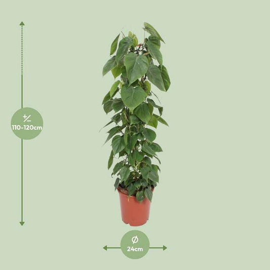 Baumfreund - Philodendron Scandens - Zimmerpflanze - Ø24cm - ↕120cm 
