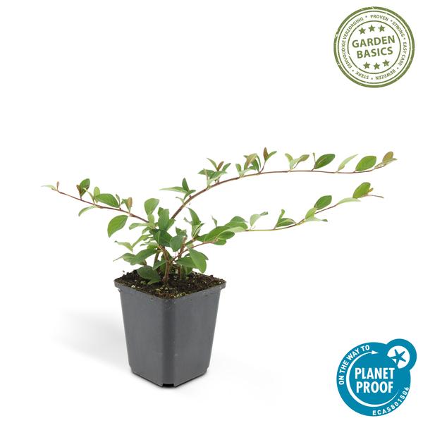 Teppichmispel Cotoneaster dammeri 'Major' – 6 Pflanzen – ↕25cm – Ø9cm – Bodendecker – Blühend & pflegeleicht – Sonne & Schatten 