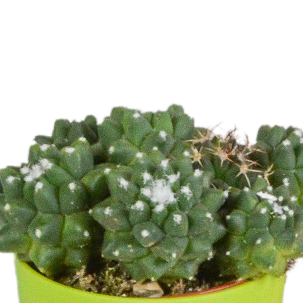 Kaktus - Mix - 5,5 cm - 5 Stück - Zimmerpflanze - im Topf mit Klee 