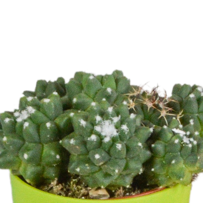 Kaktus - Mix - 5,5 cm - 5 Stück - Zimmerpflanze - im Topf mit Klee 