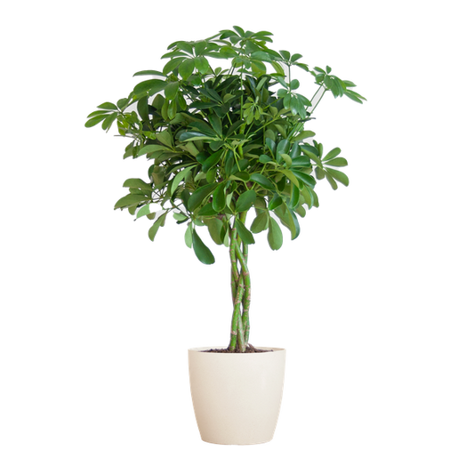 Schefflera Arboricola Nora – Birkenfeige – Zimmerpflanze + Topf Viber Weiß – ↕70cm – Ø21cm – Handförmige Blätter – Pflegeleicht & dekorativ 