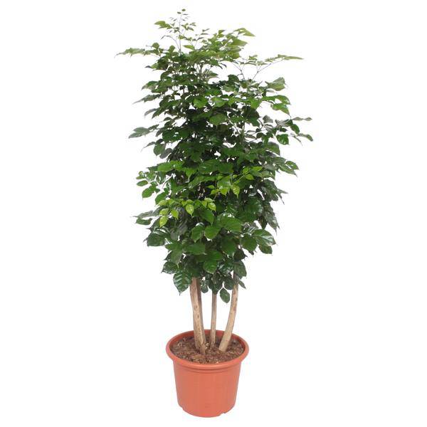 Trompetenbaum – Radermachera Hainanensis – Zimmerpflanze 190cm – Ø40cm – Immergrüne Grünpflanze mit glänzenden Blättern – Pflegeleicht & dekorativ für Wohnzimmer, Büro & Wintergarten 