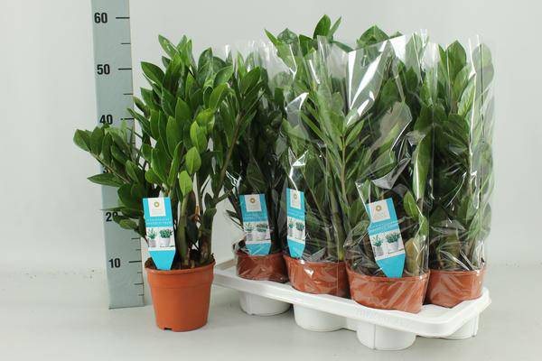 Zamioculcas Zamiifolia – Glücksfeder – Ø14cm – ↕55cm – Pflegeleichte Zimmerpflanze – Robust & dekorativ – Für Büro & Zuhause 