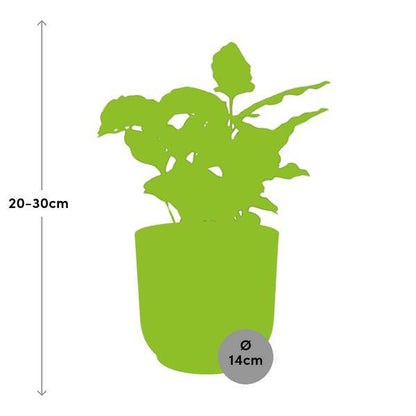 Kaffee Pflanze - Coffea Arabica - Zimmerpflanze + Topf Vibes Fold 14cm Rosa 