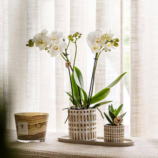 Pflanzenset Weiße Phalaenopsis Orchidee Amabilis & Sukkulente – Keramiktöpfe Mosaik – Auf cremefarbenem organischem Tablett – Elegante Deko für Wohnraum & Büro 