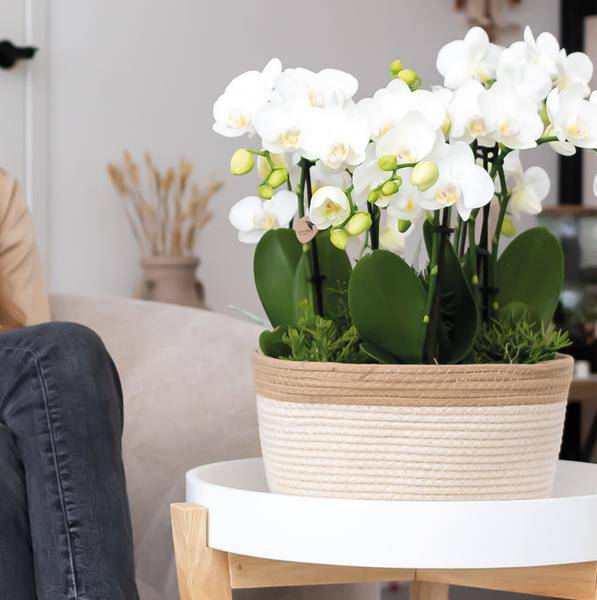 Schilfkorbschale Weiß – Ø30cm – Dekorativer Weidentopf aus Baumwollgeflecht – Handgefertigt – Für Orchideen & Grünpflanzen – Natur-Look mit weißen Details 