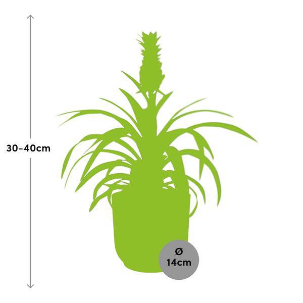 Ananaspflanze Ananas Mi Amigo – Zimmerpflanze inkl. Ziertopf Vibes Fold Rosa Ø14cm – Exotische tropische Pflanze mit dekorativer Frucht – Luftreinigend & pflegeleicht – Für Wohnzimmer & Büro 