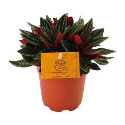 Peperomia caperata 'Rosso' – Zierpfeffer Zimmerpflanze – Ø11cm – ca. 15cm hoch – Kompakte Blattschmuckpflanze mit roter Unterseite – Pflegeleicht & dekorativ 