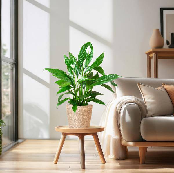 Scheidenblatt – Spathiphyllum – ↕80 cm – Ø21 cm-Topf + Naturkorb „Sofia“ – Zimmerpflanze mit weißen Blüten – Pflegeleicht & luftreinigend 