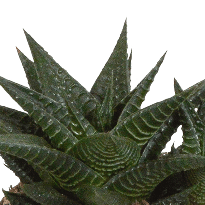Sukkulente - Gasteria/Haworthia - Mix - 8,5 cm - im Topf - 3 Stück 