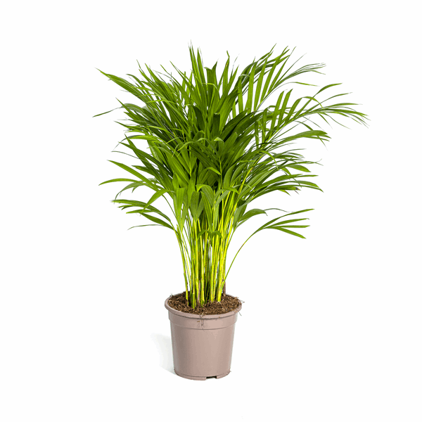 Dypsis Areca Lutescens – Goldfruchtpalme – Zimmerpflanze Ø19cm ↕80-100cm – Federartige Blätter – Tropisches Flair – Pflegeleicht 