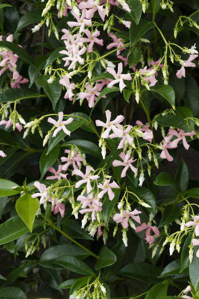 Sternjasmin Trachelospermum 'Star of Ibiza' – 2er-Set – ca. 65cm hoch im Ø15cm – Immergrüne, winterharte Kletterpflanze mit rosa Blüten – Für Balkon, Terrasse & Garten 