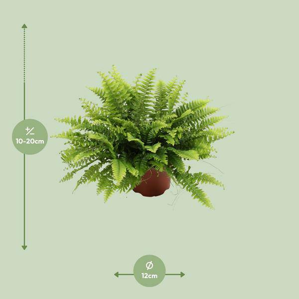 Nephrolepis Boston Green – Bostonfarn – Zimmerpflanze – Ø12cm – ↕20cm – Luftreinigende Hängepflanze für Innenräume – Pflegeleichter Farn für Wohnzimmer, Schlafzimmer & Büro 