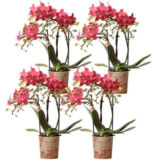 Phalaenopsis Orchideen „Kongo Rot“ – 4 Orchideen – ca. 30–35 cm hoch – Ø9 cm – rote Mini-Orchideen – Zimmerpflanze für Tisch & Fensterbank 