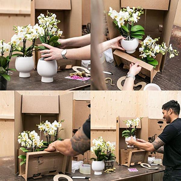 Phalaenopsis Orchidee Orange mit Grünpflanze im Candy Ziertopf auf weißem Bio-Tablett – Zimmerpflanzen Set – Geschenkidee – Dekoration 