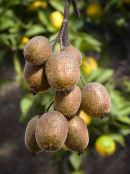 Actinidia delciosioa 'Jenny' - Kiwi - Ø13cm - ↕45cm 