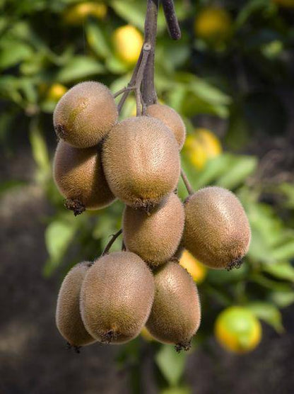 Actinidia delciosioa 'Jenny' - Kiwi - Ø13cm - ↕45cm 