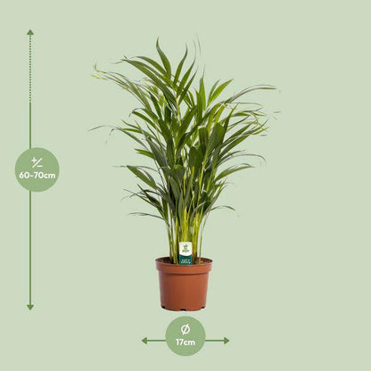 Goldfruchtpalme – Dypsis lutescens – Zimmerpflanze – Ø17cm – ca. 65cm hoch – Luftreinigend & tropisch – Pflegeleichte Areca-Palme für Zuhause & Büro 