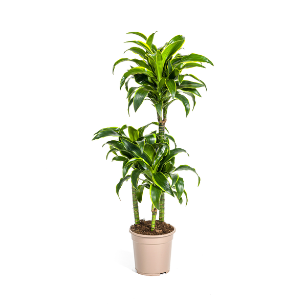 Dracaena Deremensis Dorado – Drachenbaum – Zimmerpflanze – Ø21cm – Höhe 100–120cm – Dunkelgrüne Blätter mit gelbem Rand – Pflegeleicht & dekorativ 