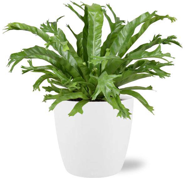 Asplenium Nidus Crissie – Nestfarn – Zimmerpflanze – 40 cm hoch – Ø17 cm – inkl. Topf Brüssel Weiß Ø18x17 cm – dekorativ, pflegeleicht, tropisches Grün 