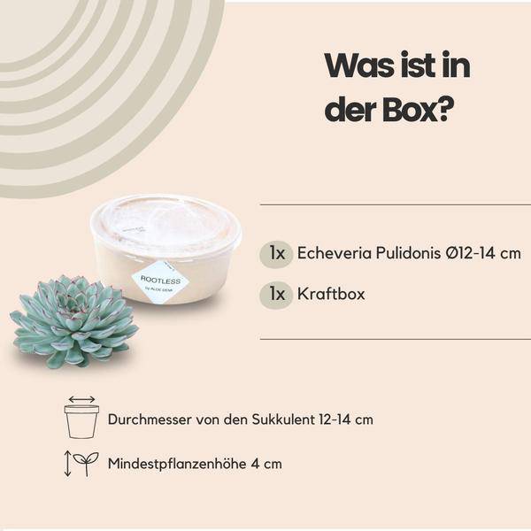 Sukkulente - Echeveria Pulidonis - Zimmerpflanze - Ø12-14cm - ↕5cm 