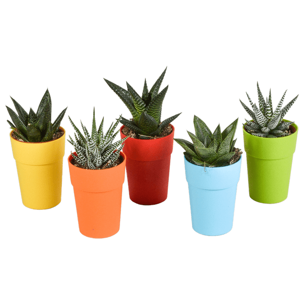 Sukkulente - Gasteria/Haworthia - Mix - 5,5cm - 5 Stück - im Topf 