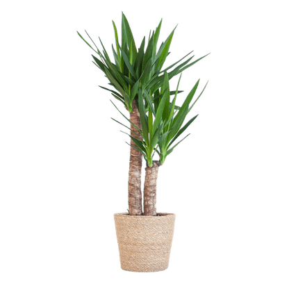 Yucca Elephantipes – Riesen-Palmlilie – Zimmerpflanze – 90 cm hoch – Ø21 cm – inkl. Korb Sofia Natur – pflegeleicht, robust, dekorativ 