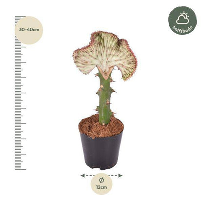 Euphorbia lactea Cristata Rot – Korallen-Wolfsmilch – Zimmerpflanze ca. 35cm – ø12cm – Exotische Sukkulente in Korallenform – Pflegeleichte Kaktuspflanze für sonnige Standorte 