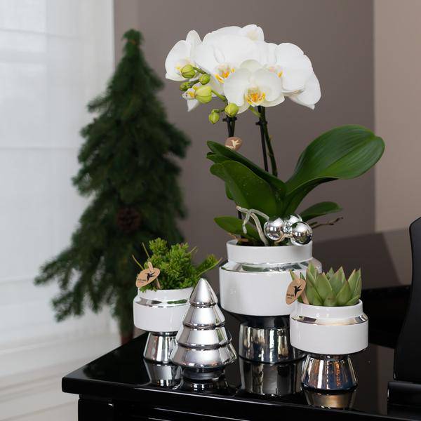 Le Chic Blumentopf – Weißer Keramik-Ziertopf mit silbernen Details – Ø6cm – Dekorativer Übertopf für Orchideen & Grünpflanzen – Elegantes Design 