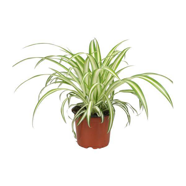 Grünlilie Chlorophytum – Zimmerpflanze – Ø12cm – ↕25cm – Spider-Pflanze – Pflegeleicht – Halbschatten – Luftreinigend 