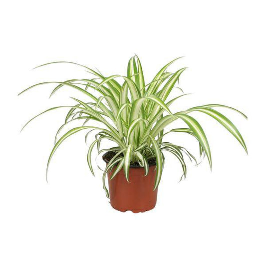 Grünlilie Chlorophytum – Zimmerpflanze – Ø12cm – ↕25cm – Spider-Pflanze – Pflegeleicht – Halbschatten – Luftreinigend 