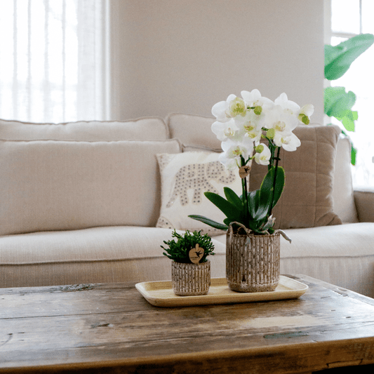 Phalaenopsis Orchidee Amabilis Weiß – Geschenkset mit Jaguar Ziertöpfen, Grünpflanze & Bambustablett – elegantes Orchideen Arrangement für Zuhause & Büro 