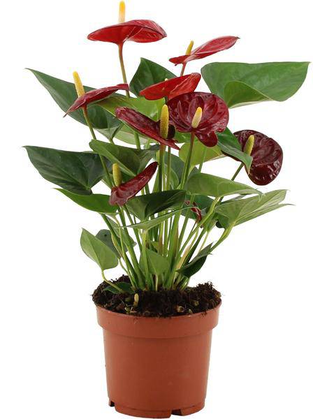 Anthurium Calon – Flamingoblume – Zimmerpflanze – Ø12cm – ↕36cm – Tropische Blühpflanze mit herzförmigen Blüten – Luftreinigend & pflegeleicht – Für Zuhause & Büro 