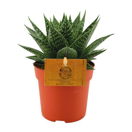 Sukkulente - Gasterie Hybride Aurora - Zimmerpflanze - Ø11cm - ↕15cm 