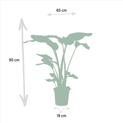Pflanzenset - Strelitzia Nicolai - Ø19cm - ↕85cm + Monstera Deliciosa - Ø21cm - ↕75cm 