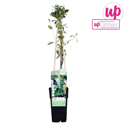 Gelbbunte Geißschlinge - Lonicera japonica 'Halliana' - Ø15cm - ↕65cm 