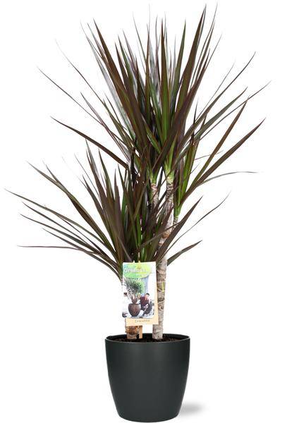 Dracaena Magenta – Drachenbaum – Zimmerpflanze – Ø17 cm – 80 cm hoch – inkl. Brüssel Topf Anthrazit Ø18x17 cm – pflegeleicht, dekorativ 