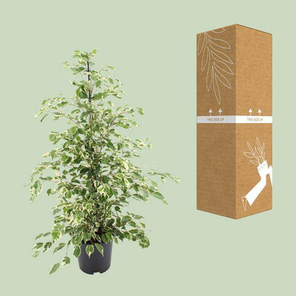 Bikrenfeige Ficus benjamina 'Twilight' – Zimmerpflanze – ca. 95cm Höhe – Eleganter, grüner Blickfang für helle Innenräume 
