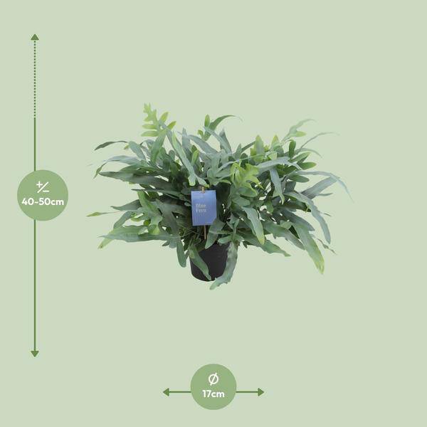 Blauer Tüpfelfarn - Phlebodium Aureum Blue Star - Zimmerpflanze - Ø17cm - ↕50cm 