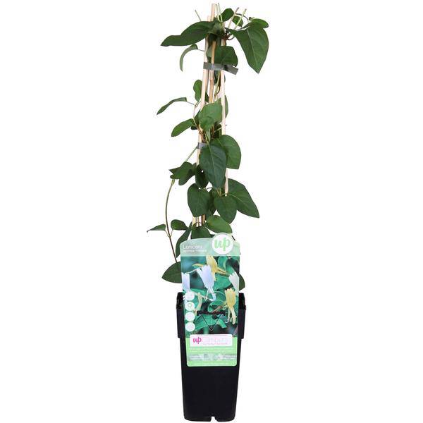 Gelbbunte Geißschlinge - Lonicera japonica 'Halliana' - Ø15cm - ↕65cm 