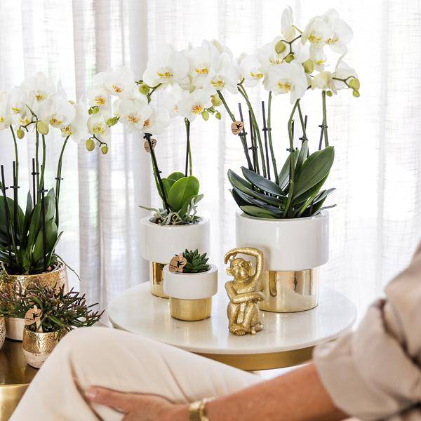 Phalaenopsis Orchidee Amabilis Weiß – 35cm Höhe – Ø9cm – Mit dekorativem Elite Topf Gold – Edle Zimmerpflanze mit 2–3 Blütenstielen – Pflegeleicht & dekorativ 
