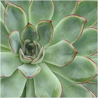 Sukkulente - Echeveria Pulidonis in Schale 'Schwarz' - Zimmerpflanze - Ø20cm - ↕5cm 